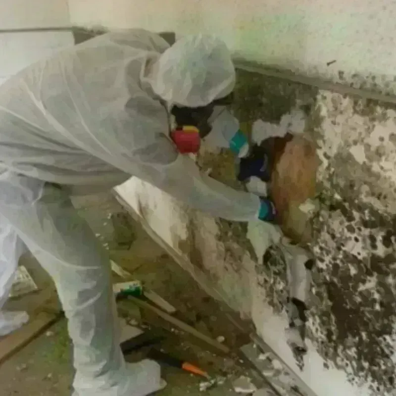 Mold Remediation and Removal in Londonderry, NH